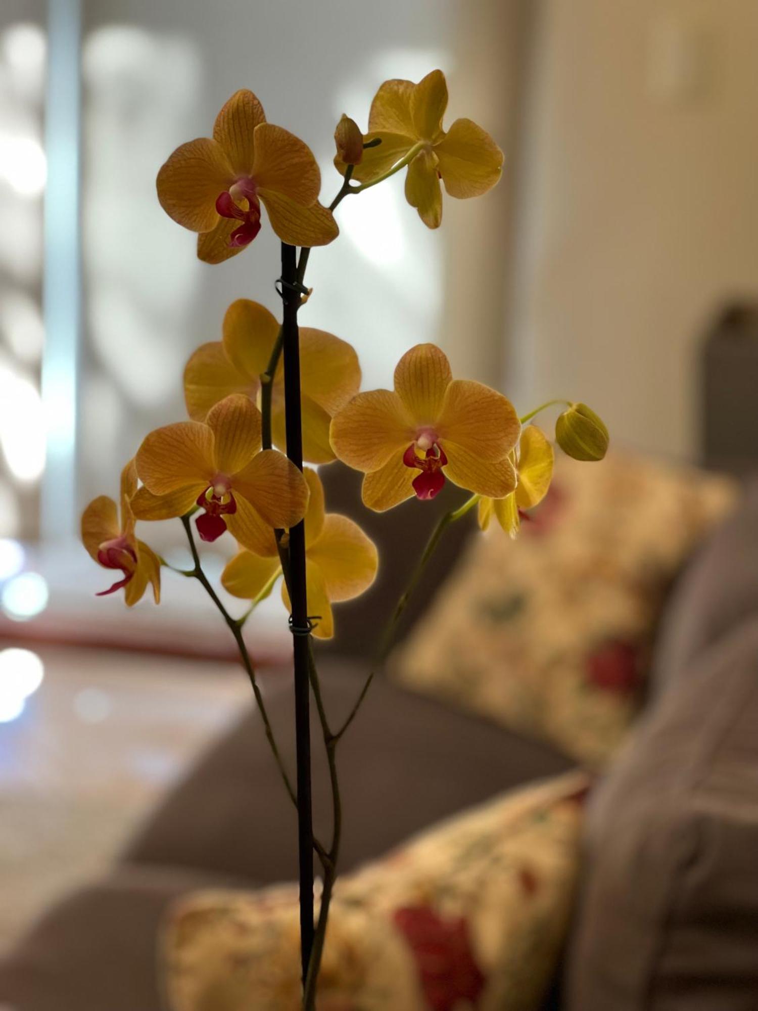 Flora Apartments Puerto Iguazú Extérieur photo